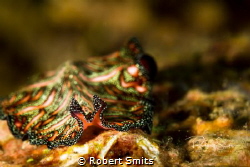 Did you know that flatworms are soft-bodied invertebrates... by Robert Smits 